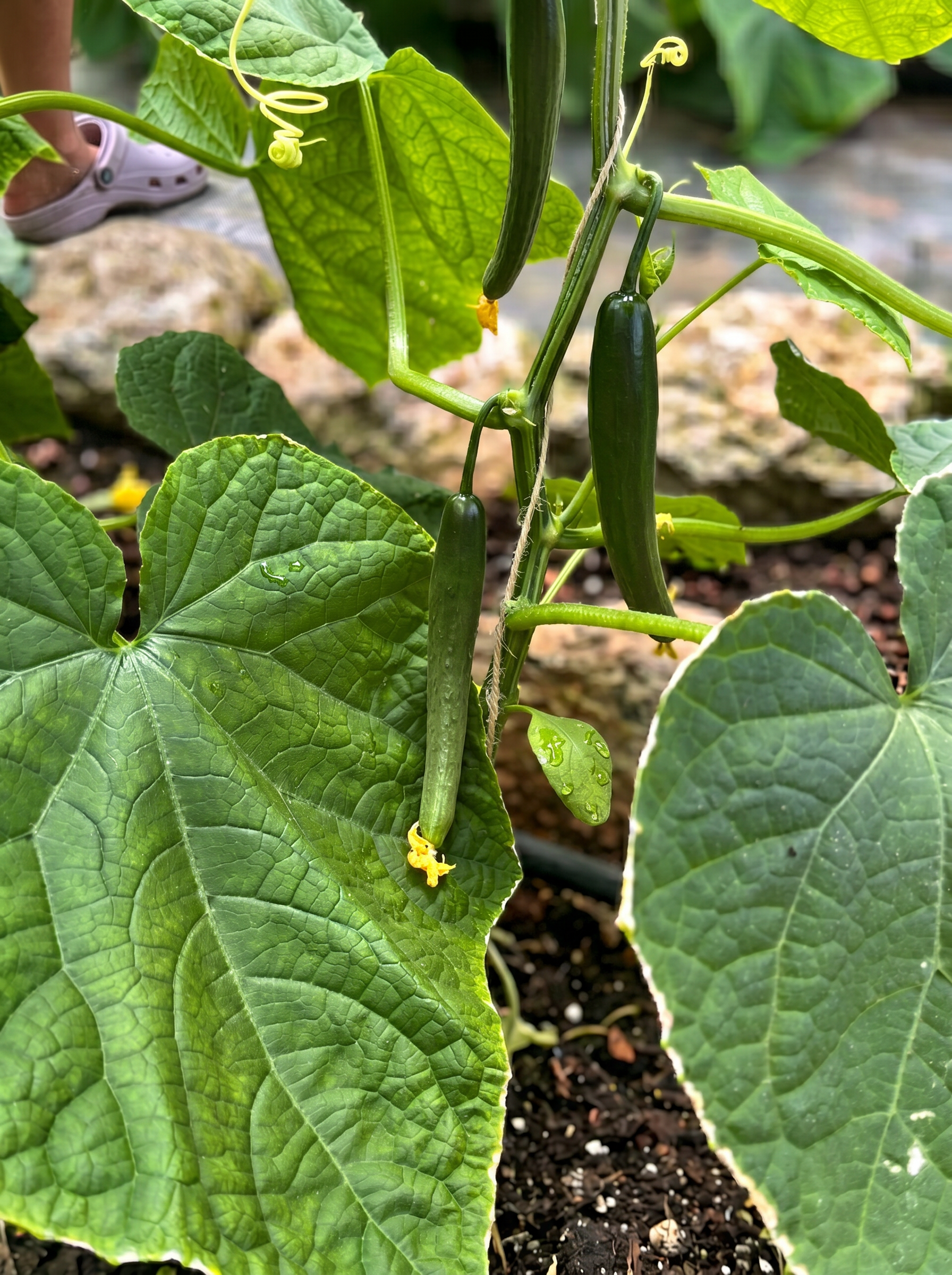 Cucumber on the vine, close up